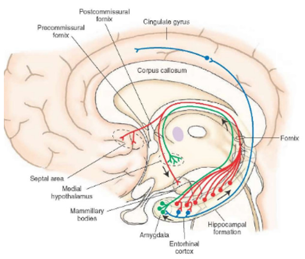 Desde el punto de vista de la neurociencia, las posibles reacciones de la víctima a una situación de inminente peligro, son muy bien conocidas.