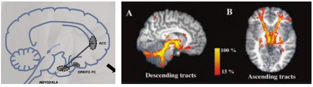 Desde el punto de vista de la neurociencia, las posibles reacciones de la víctima a una situación de inminente peligro, son muy bien conocidas.