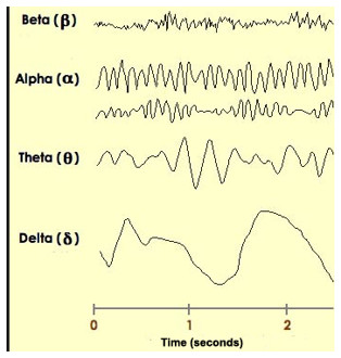 Las ondas cerebrales son un reflejo directo de la función del Sistema Nervioso Central.