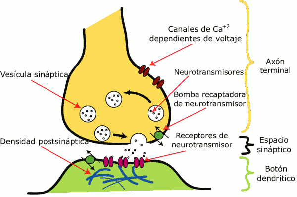 Resultado de imagen de sinapsis